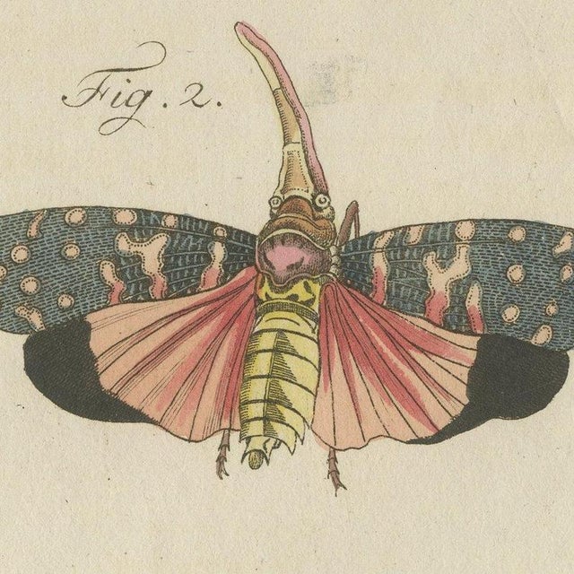 Bertuch, Walking Leaf and Chinese Lantern Fly, 1805, Print For Sale - Image 4 of 12