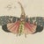 Bertuch, Walking Leaf and Chinese Lantern Fly, 1805, Print For Sale - Image 4 of 12