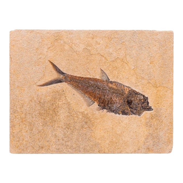 Natural Fossil Fish Specimen Wyoming Usa Diplomystus Plaque For Sale