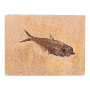 Natural Fossil Fish Specimen Wyoming Usa Diplomystus Plaque