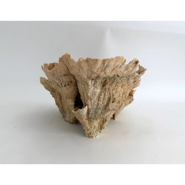 Late 20th Century Exceptional Natural Unbleached Poca Coral Specimen For Sale - Image 5 of 8