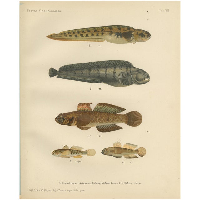 Viviparous Blenny and Wolf Fish and Black Goby, 1895, Paper For Sale