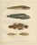 Viviparous Blenny and Wolf Fish and Black Goby, 1895, Paper For Sale