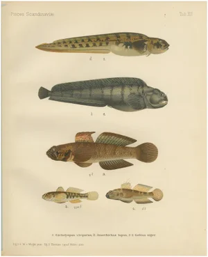 Viviparous Blenny and Wolf Fish and Black Goby, 1895, Paper