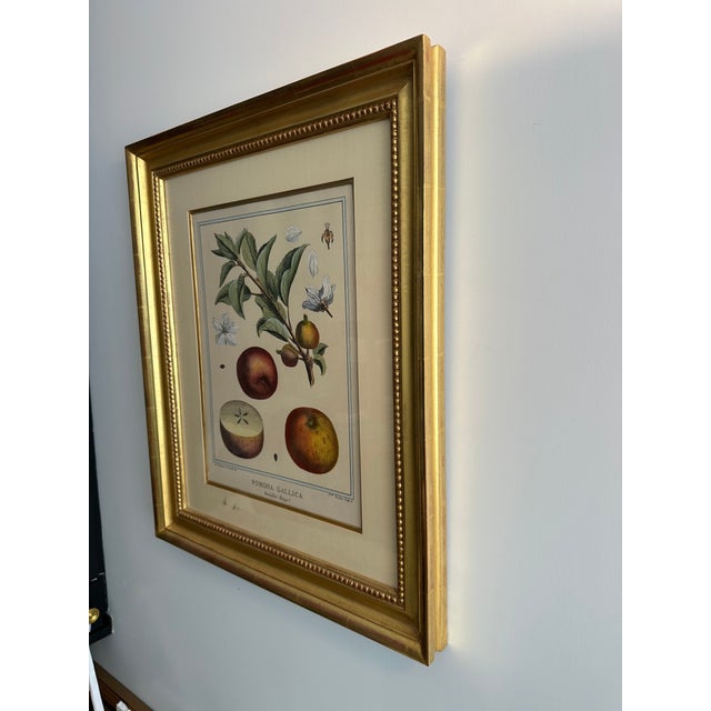 French 1768 French Botanical Print by Duhamel Du Monceau Made From Original Hand Colored Copper Engraving. For Sale - Image 3 of 10