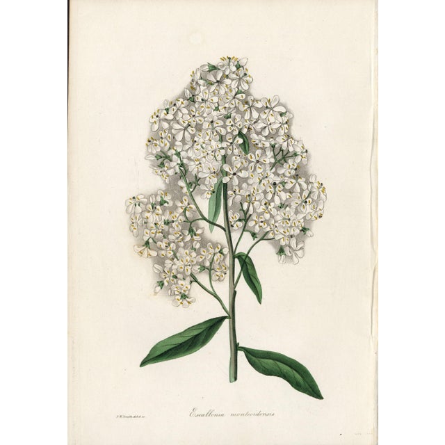 Illustration Collection of Sixteen Hand-Colored Botanical Prints by Sir Joseph Paxton, England, Circa 1850 For Sale - Image 3 of 17