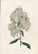 Illustration Collection of Sixteen Hand-Colored Botanical Prints by Sir Joseph Paxton, England, Circa 1850 For Sale - Image 3 of 17