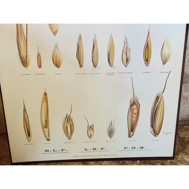 Paper Vintage Botanical Danish Seed Catalog Lithograph Poster No. 2, New Old Stock For Sale - Image 7 of 12
