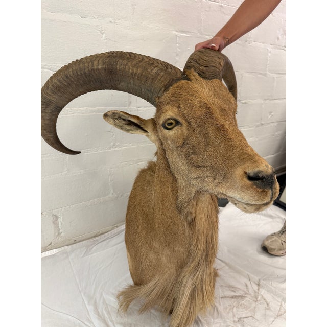A striking vintage taxidermy (likely Aoudad/Barbary Sheep) shoulder mount featuring impressive curved horns, natural hide,...