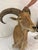 A striking vintage taxidermy (likely Aoudad/Barbary Sheep) shoulder mount featuring impressive curved horns, natural hide,...