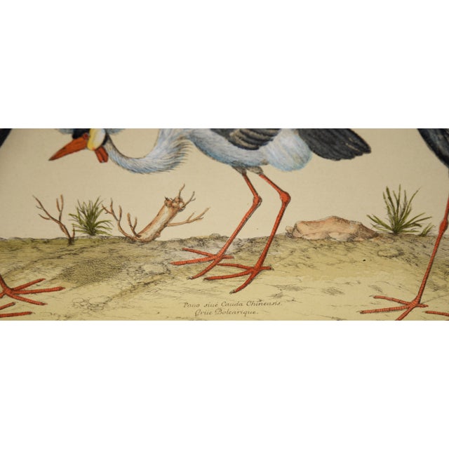 16th Century "Three Herons" - Hand Watercolor Engraving by Nicolas Robert For Sale - Image 5 of 5