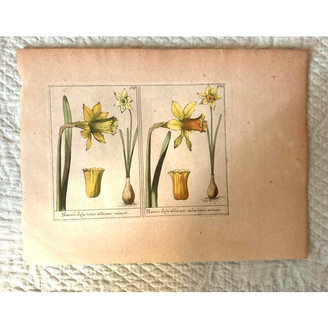 Paper Authentic Charming Set of Seven 19th Century Hand Colored Botanical Flower Prints on Paper For Sale - Image 7 of 9