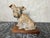 Terracotta Dog Figurine by R. Pollin, 1930 For Sale - Image 14 of 18