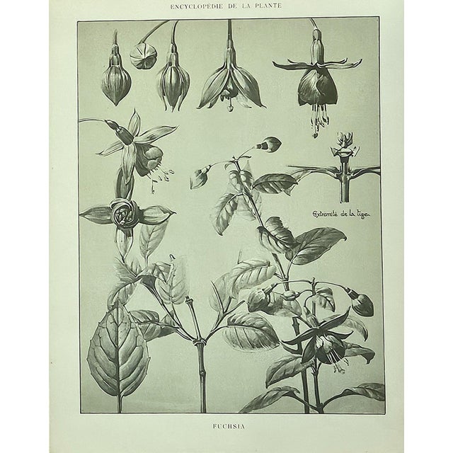 1902 -Set of 3 Antique French Botanicals- Ivy, Fushia, Sweet William, Documentation For Sale - Image 4 of 14