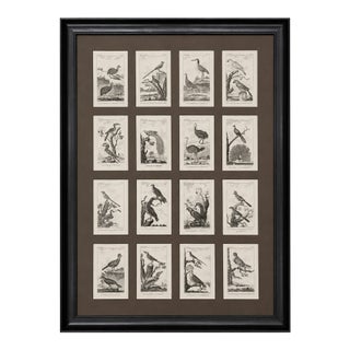 Framed 1780 “Atlas Des Oiseaux” Woodcuts in 16-Opening Conservation Mat — Italian Mahogany Frame (Birds) For Sale
