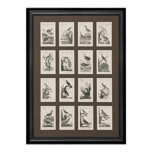 Framed 1780 “Atlas Des Oiseaux” Woodcuts in 16-Opening Conservation Mat — Italian Mahogany Frame (Birds) For Sale