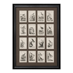 Framed 1780 “Atlas Des Oiseaux” Woodcuts in 16-Opening Conservation Mat — Italian Mahogany Frame (Birds)
