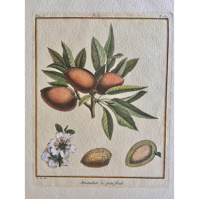 Set of 6 Antique French Botanical Fruit Engravings c.1800-1850 For Sale - Image 4 of 7