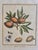 Set of 6 Antique French Botanical Fruit Engravings c.1800-1850 For Sale - Image 4 of 7