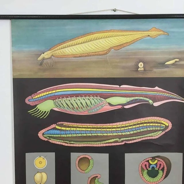 Educational Pull Down Biology Chart from Jung Koch Quentell, Germany, 1969 For Sale - Image 4 of 8