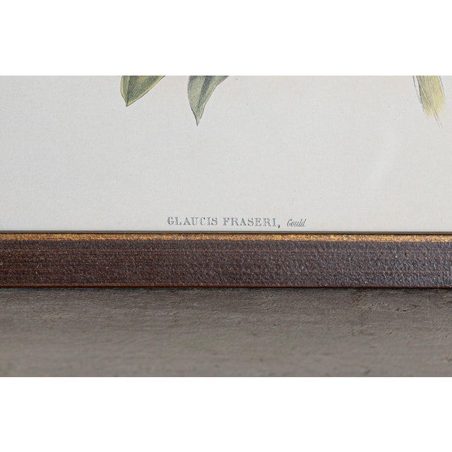 19th Century Bird Print - One of 24, Framed For Sale - Image 4 of 5