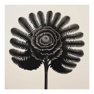 18' X 18' 'Equisetum Hyemale' - Black and White Limited Edition Botanical Photography Print, Unframed For Sale