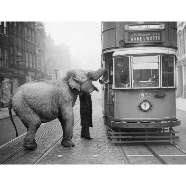 Not Yet Made - Made To Order Hungry Elephant' Contemporary Archival Black and White Photograph Print From the Original Negative by Getty - 30x40 For Sale - Image 5 of 5