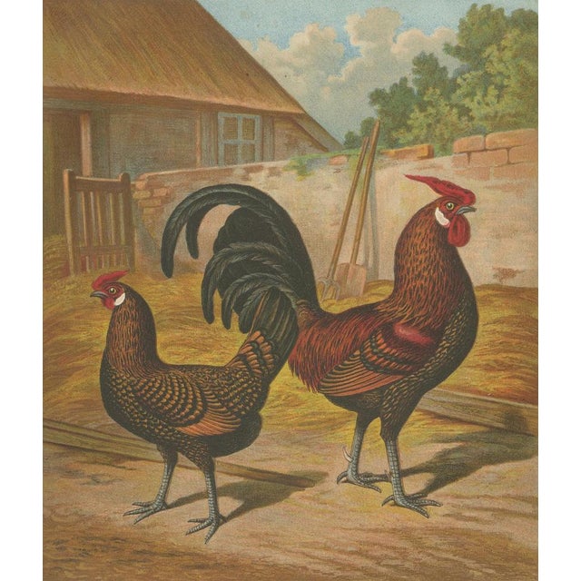 Late 19th Century Foerster, The Golden Spangled Hamburg Chicken, Lithograph, 1888 For Sale - Image 5 of 10