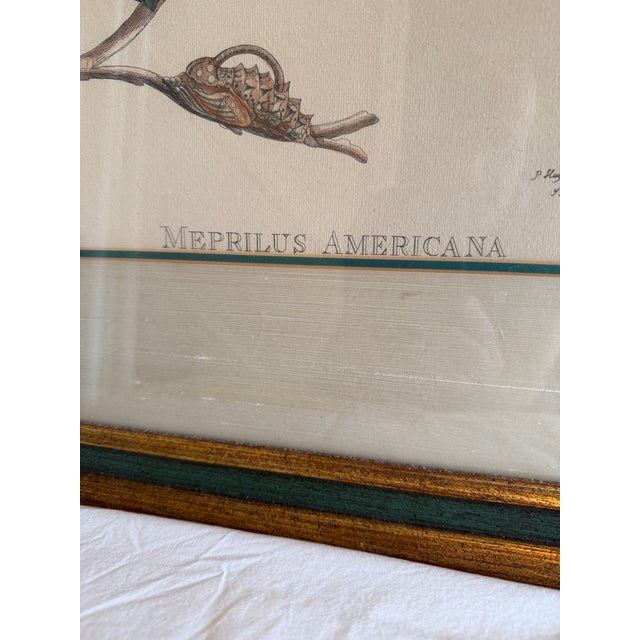 Antique Maria Merian Butterflies Plate #25, P. Huyter Sculp, Engraver For Sale - Image 4 of 7