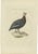 Sepp & Nozeman, Helmeted Guineafowl, 1829, Paper For Sale