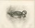 After Lilian Medland, Duck and Duckling, 1909, Print For Sale - Image 3 of 9