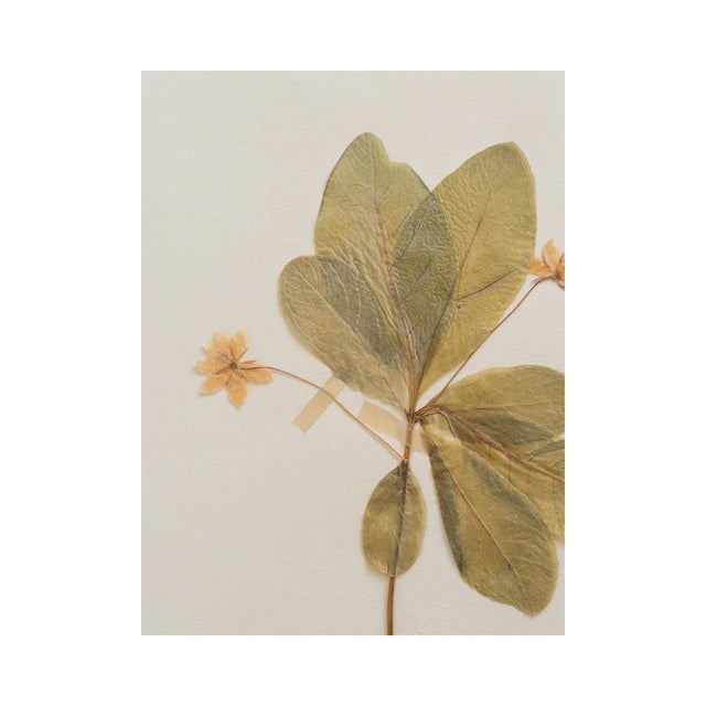 Chickweed European Starflower, collected in 1938. A small woodland plant with delicate star shaped blossoms and slender...