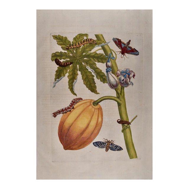 Papaya and Moth Metamorphosis: 18th C. Hand-colored Engraving by Maria Merian, 1730 For Sale