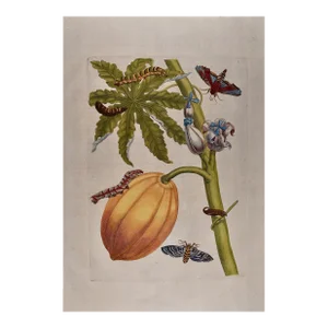 Papaya and Moth Metamorphosis: 18th C. Hand-colored Engraving by Maria Merian, 1730