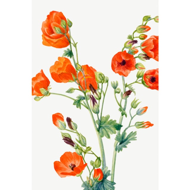 Not Yet Made - Made To Order Scarlet Globe Mallow, Vintage Botanical Art Print Reproduction by Mary Vaux Walcott, 40" X 60" For Sale - Image 5 of 9