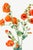 Not Yet Made - Made To Order Scarlet Globe Mallow, Vintage Botanical Art Print Reproduction by Mary Vaux Walcott, 40" X 60" For Sale - Image 5 of 9