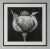 'Poppy Pod Head' No. 5 - Black and White Botanical Floral Photography Print / Karl Blossfeldt For Sale - Image 4 of 5