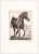 Linda Lloyd (born 1938) "Pride" horse etching on paper. Pencil signed, titled and numbered 33 of 200.