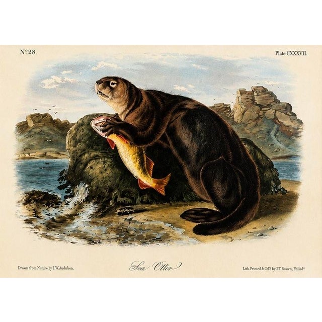 John James Audubon Sea Otter Original Lithograph by John James Audubon, 1849 (1st Edition) For Sale - Image 4 of 4