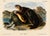 John James Audubon Sea Otter Original Lithograph by John James Audubon, 1849 (1st Edition) For Sale - Image 4 of 4