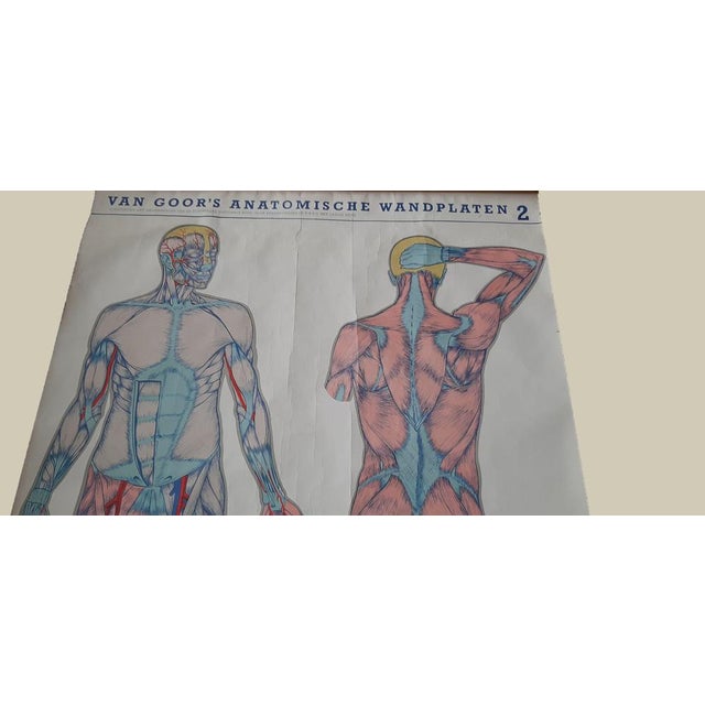 Large Medical Prints by Van Goor, 1930, Set of 2 For Sale - Image 6 of 8