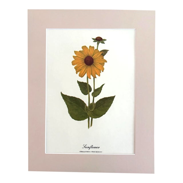 Vintage Mary Vaux Walcott Print in 11x14 Mat, Ready to Frame: Sunflower For Sale