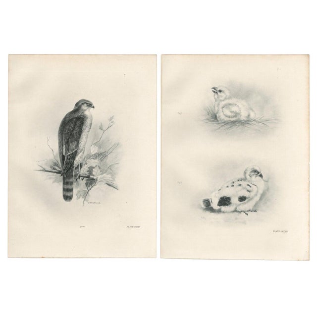 Lilian M. Medland, Adult Sparrowhawk and Chicks, 1908, Monochrome Ornithological Plates, Set of 2 For Sale - Image 10 of 10