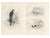 Lilian M. Medland, Adult Sparrowhawk and Chicks, 1908, Monochrome Ornithological Plates, Set of 2 For Sale - Image 10 of 10
