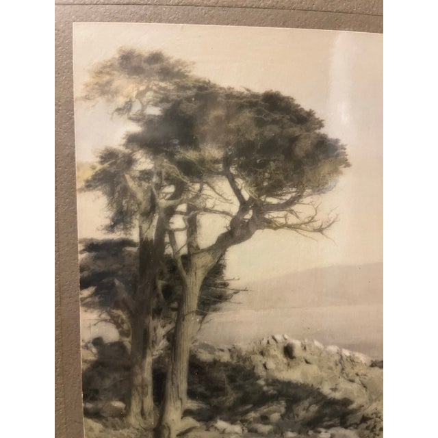 A single antique black and white print featuring a cypress tree above a rocky ocean landscape. Finished with colored mat,...