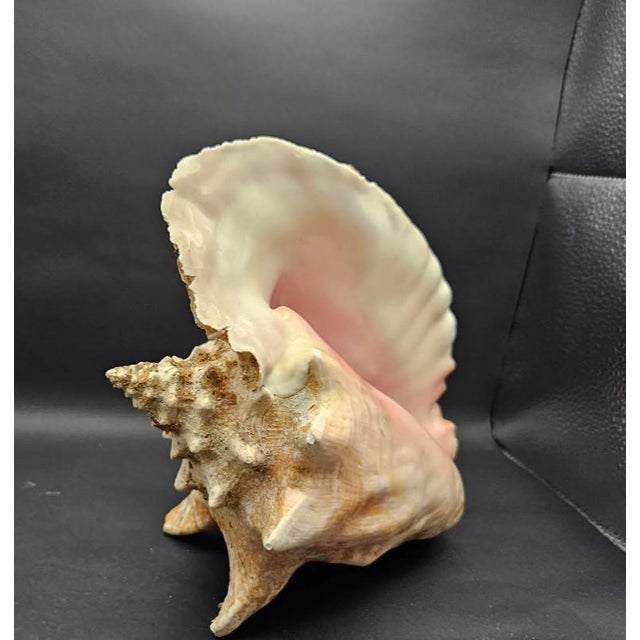 1960s Vintage Australian Large Conch Shell W Peiostracum 8" X 7.5 Inches X 5 Inches For Sale - Image 5 of 8