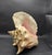 1960s Vintage Australian Large Conch Shell W Peiostracum 8" X 7.5 Inches X 5 Inches For Sale - Image 5 of 8