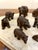 Wood Small 19th Century Carved Oak Black Forest Bears, 1860s, Set of 15 For Sale - Image 7 of 16