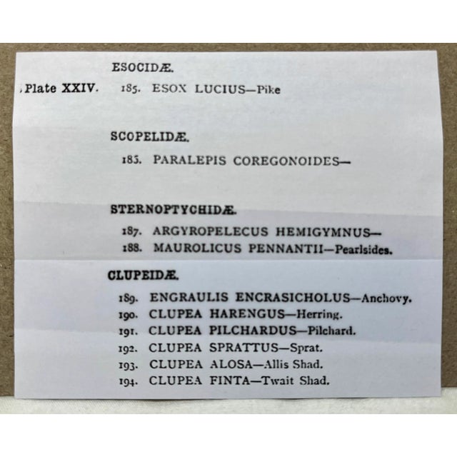 Antique Fish Print From England Featuring a Pike, Sharpchin Barracudina, Hatchfish, Pearlfish, Anchovy, Herring, Pilchard, Sprat & Shad -,Circa 1902 For Sale - Image 9 of 11