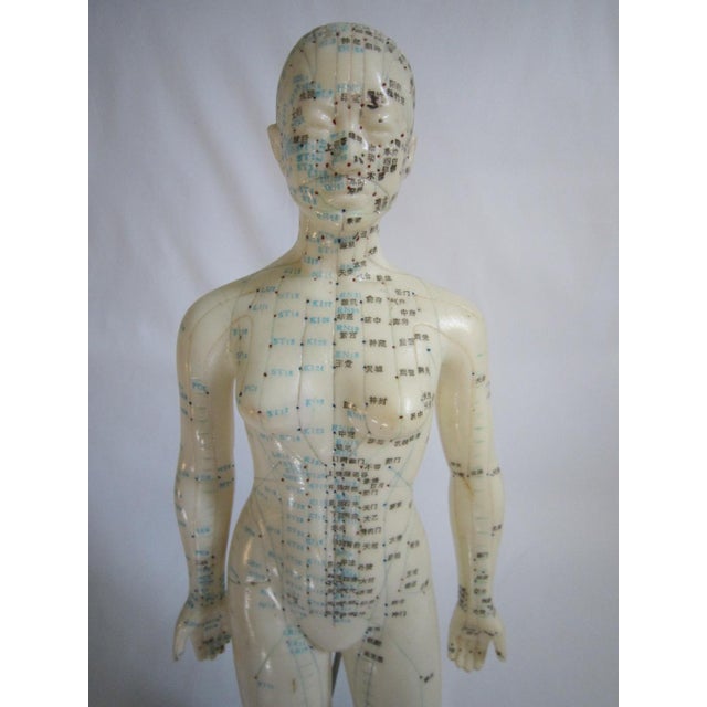Vintage Female Vinyl Acupuncture Model, 1970's For Sale - Image 4 of 6
